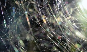 European defence is built on cooperation: between NATO and the EU; between the EU and its partners; and a myriad of multilateral and bilateral defence cooperation agreements among EU Member States and beyond. But is this intricate architecture a confusing mishmash of duplications and inefficiencies, or a web of steel providing the foundation for stronger European defence?